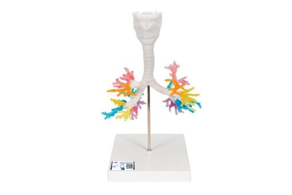 model drzewa oskrzelowego ct z krtanią - 3b smart anatomy 1000274 [g23] 3b scientific modele anatomiczne 2